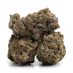 Super Purple Kush cannabis strain