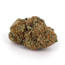 Biker Kush cannabis strain