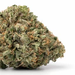 Black Bananas cannabis strain