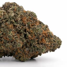 Black Berry Kush cannabis strain