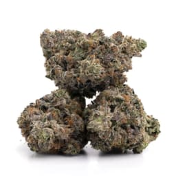 Black Card OG cannabis strain