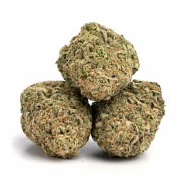 Black Cherry Gelato cannabis strain