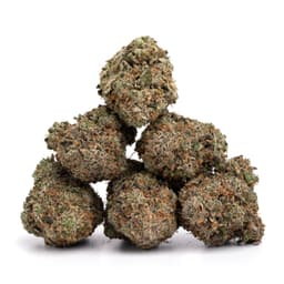 Black Cherry Punch cannabis strain