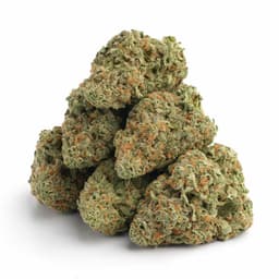 Blackberry Cream cannabis strain