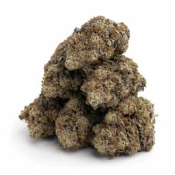 Blackberry Hashplant cannabis strain
