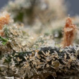 Blackberry Rhino cannabis strain