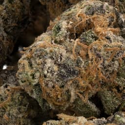 Blackberry Space Queen cannabis strain