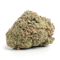 Blood Drive cannabis strain