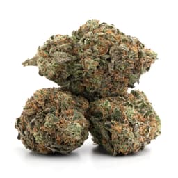 Blue Afghani cannabis strain