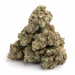Blueberry Romulan cannabis strain