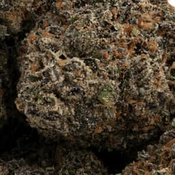 Blueberry Sinmint cannabis strain