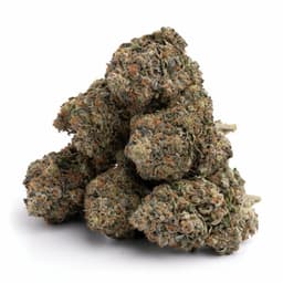 Boom Kush cannabis strain