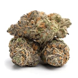 Boysenberry cannabis strain