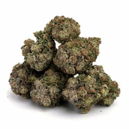 Buckeye Purple cannabis strain