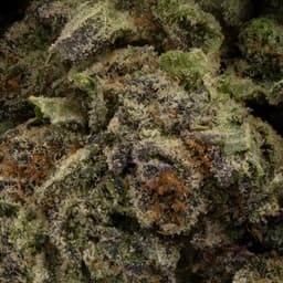 Bushido OG cannabis strain