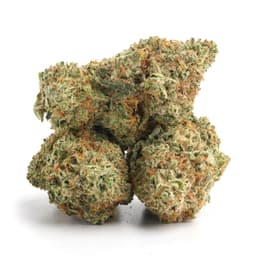 CBD Shark cannabis strain