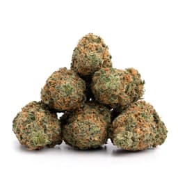 Cactus OG cannabis strain