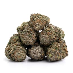 Cali Kush cannabis strain