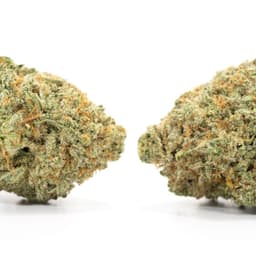 California Black Rose cannabis strain