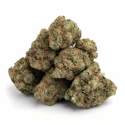 California Orange cannabis strain