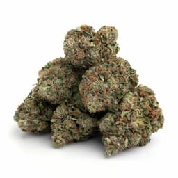 Cane's Cookies cannabis strain