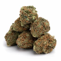 Cheese Candy cannabis strain