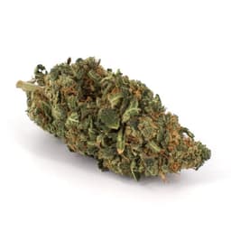 Chemdog 91 BX2 cannabis strain