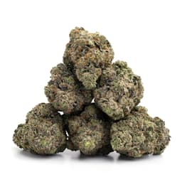 Cherry Blossom Kush cannabis strain