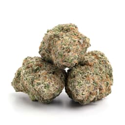 Cherry Fade cannabis strain