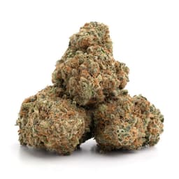 Chocolate Chunk cannabis strain