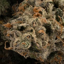 Chocolate Hashberry cannabis strain