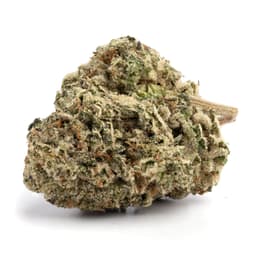 Chocolate Kush cannabis strain