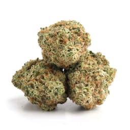 Chocolate Rain cannabis strain