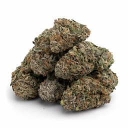 Chocolate Thunder cannabis strain