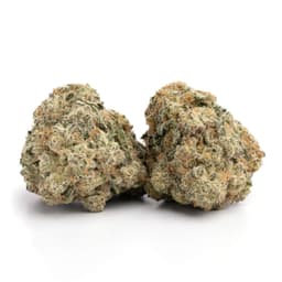 Chocolate Tonic cannabis strain