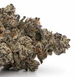 Chocolate Woman cannabis strain