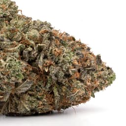 Citradelic Cookies cannabis strain