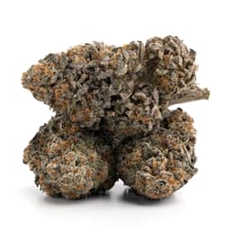 Miss Vegas cannabis strain