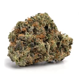 Club 33 OG cannabis strain