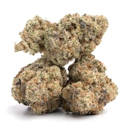 Cocoa P cannabis strain