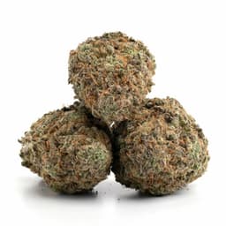 Colin OG #1 cannabis strain