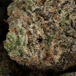 Comatose OG cannabis strain