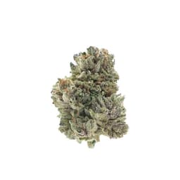 Conspiracy Kush cannabis strain