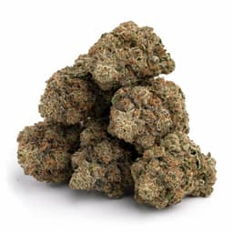 Cookie Jar cannabis strain