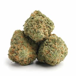 Cotton Candy Purps cannabis strain
