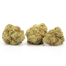 Critical Jack cannabis strain