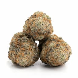 Critical Plus cannabis strain