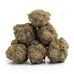 Critical Widow cannabis strain