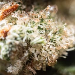 Crossfire Hurricane cannabis strain