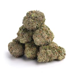 Daniel Ocean OG cannabis strain